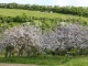 Photo précédente de Surtainville côté terre : pommiers en fleurs et vaches normandes