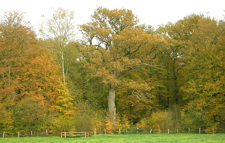 Le chêne de Roche-Elie - Livaie