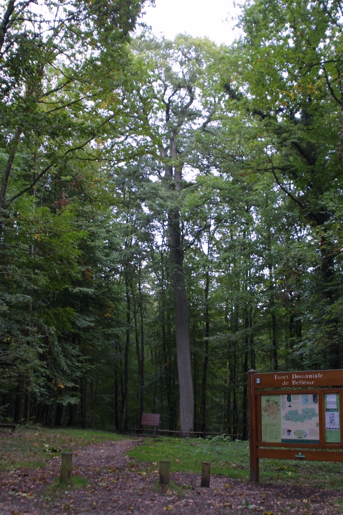 Le Chêne de l'Ecole - Origny-le-Butin