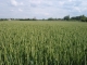 Sées : champs de blé. Au loin la cathédrale