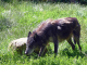 parc animalier de l'Auxois : loup