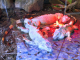 Photo précédente de Arnay-sous-Vitteaux parc animalier de l'Auxois : iguanes