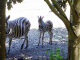 parc animalier de l'Auxois : zèbre et son petit