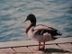 Canard colvert pris sur les pontons du bord de Saône