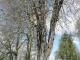 arbres remarquables sur les bords de la Douix