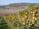 vignes et village