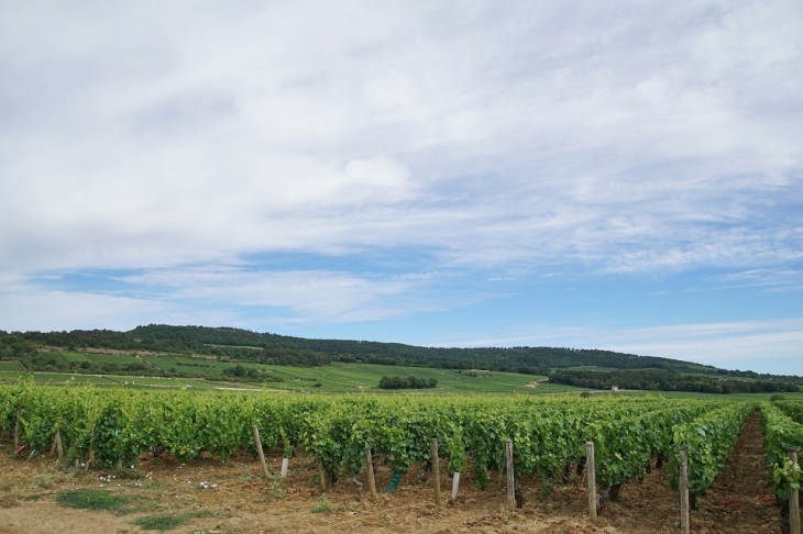 Vignobles - Puligny-Montrachet