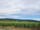 Photo suivante de Puligny-Montrachet Vignobles