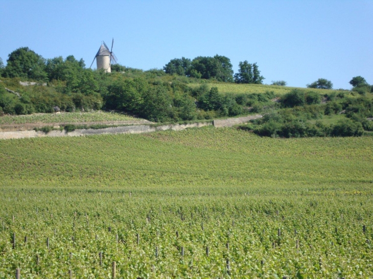 Santenay (21590) vignobles au pied du moulin de Santenay