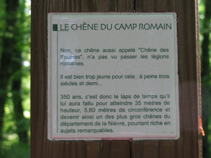 Description Chênes des Fouines - Biches