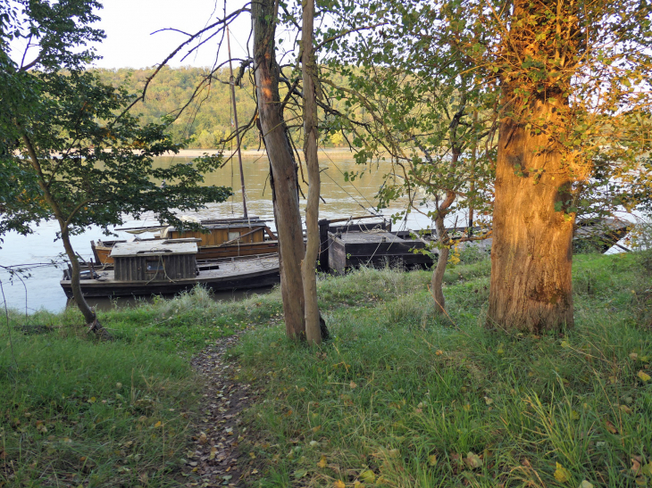 Barques anciennes sur la Loire - Gimouille