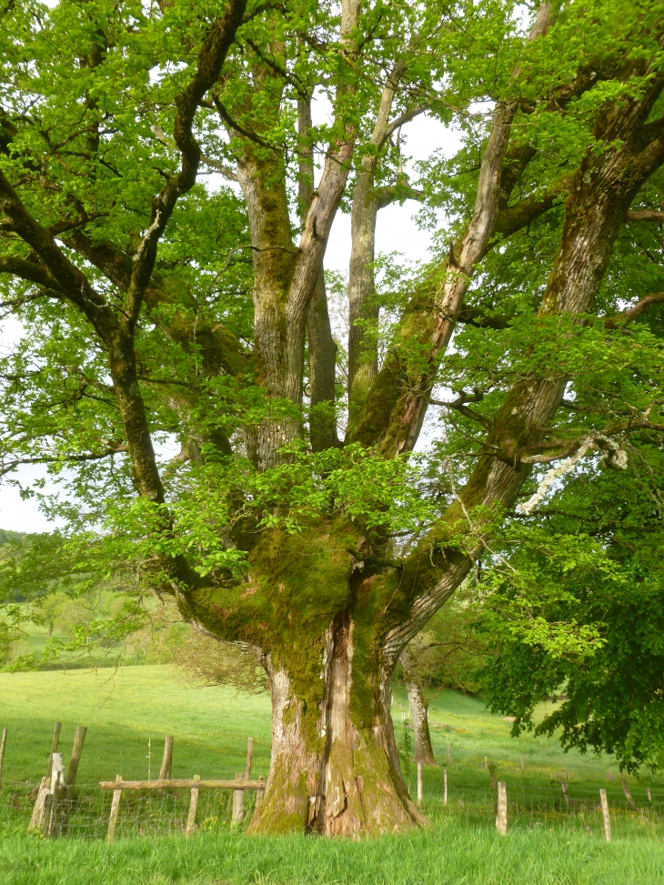Chêne vénérable - Larochemillay