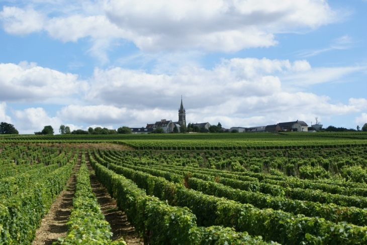 Vignoble de St Andelain - Saint-Andelain
