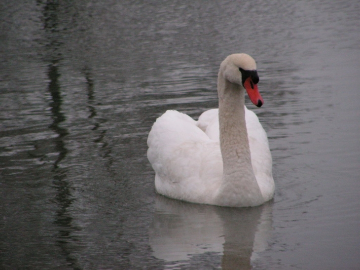 Un cygne sur la Seille - Cuisery