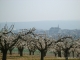Photo suivante de Coulanges-la-Vineuse Clocher sur cerisiers en fleurs