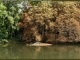 Photo suivante de Cravant Bel arbre dans l'Yonne