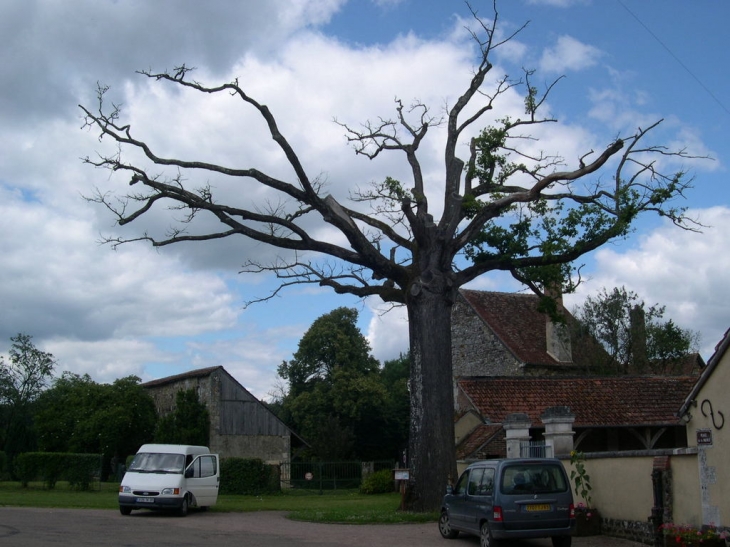 Un arbre mort - Moutiers-en-Puisaye