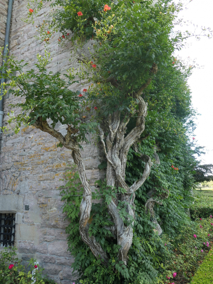 Le château de Bienassis : arbuste grimpant remarquable - Erquy