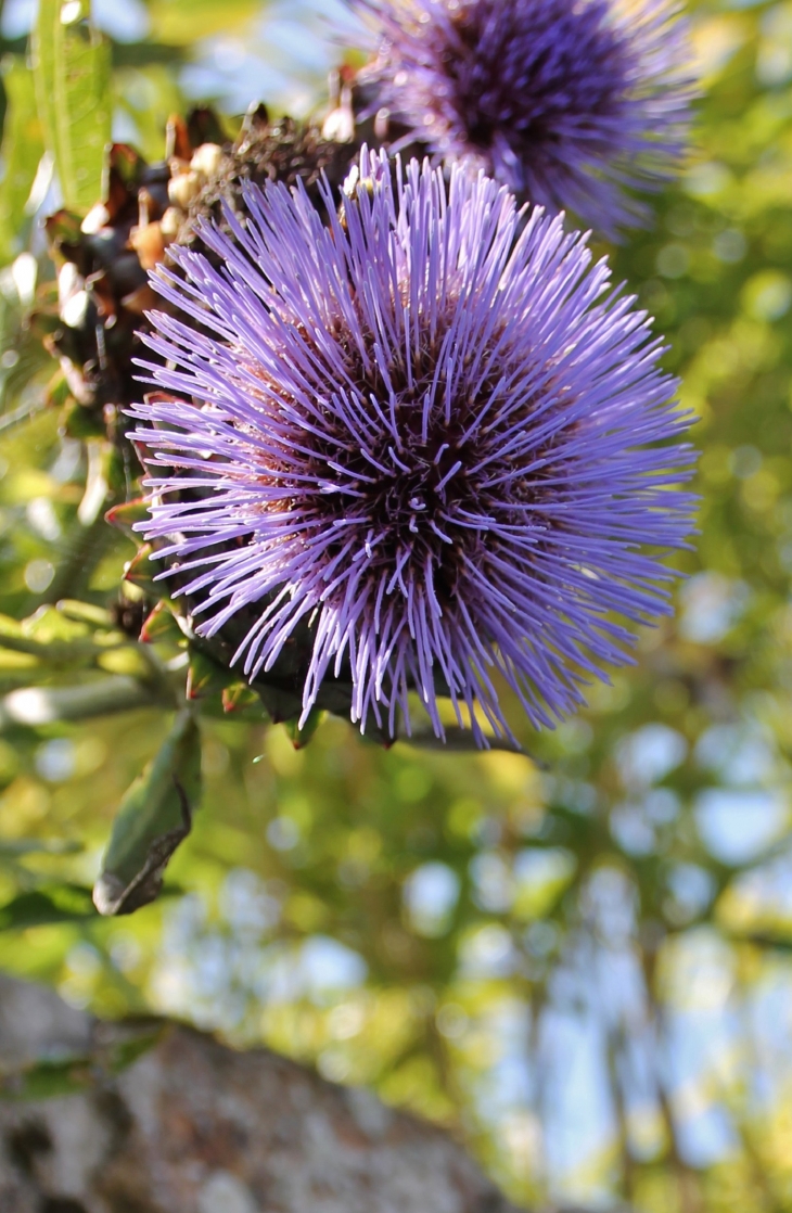 Ploulec'h commune de Lannion