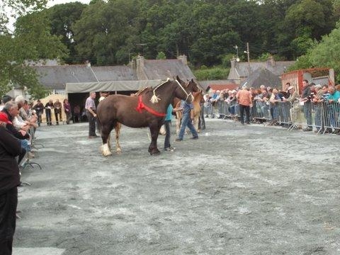 Chaque année des expositions primées sont organisées pour présenter le cheval de trait Breton et ponay avec leur mère - Loguivy-Plougras