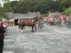 chaque année des expositions primées sont organisées pour présenter le cheval de trait Breton et ponay avec leur mère