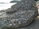 Port Saint Géran : huîtres sauvages sur les rochers