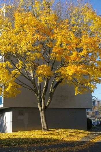 La beauté des arbres en automne - Ploufragan