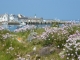 Photo suivante de Île-de-Sein Ile de Sein - paysage senan au printemps