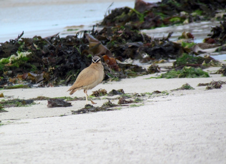 Courvite isabelle 2 oiseau rare - Lampaul-Ploudalmézeau