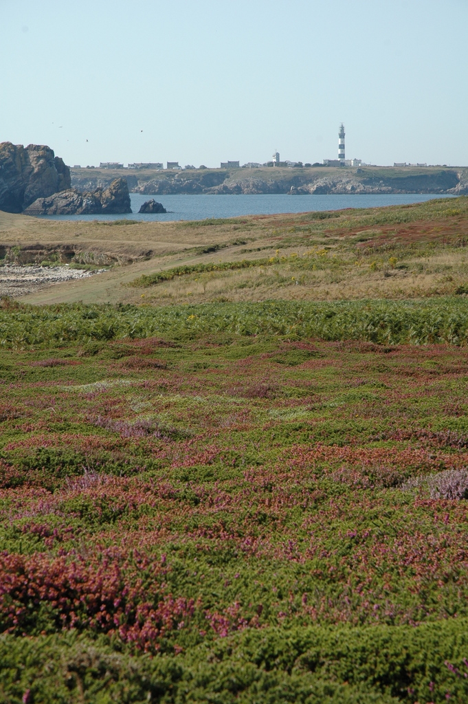 Lande - Ouessant