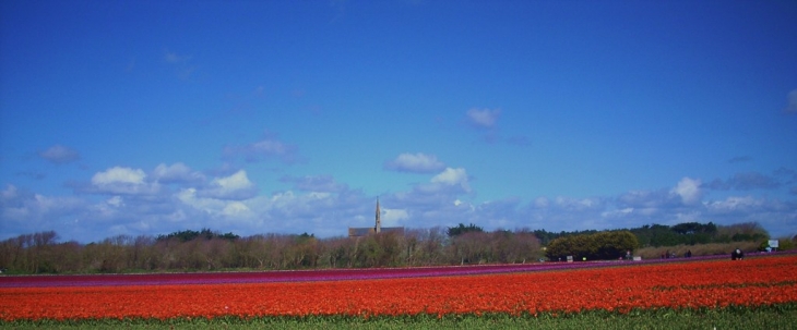 Champ de tulipes - Plomeur