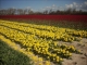 Photo précédente de Plomeur champ de tulipes
