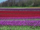 Photo suivante de Plomeur champ de tulipes