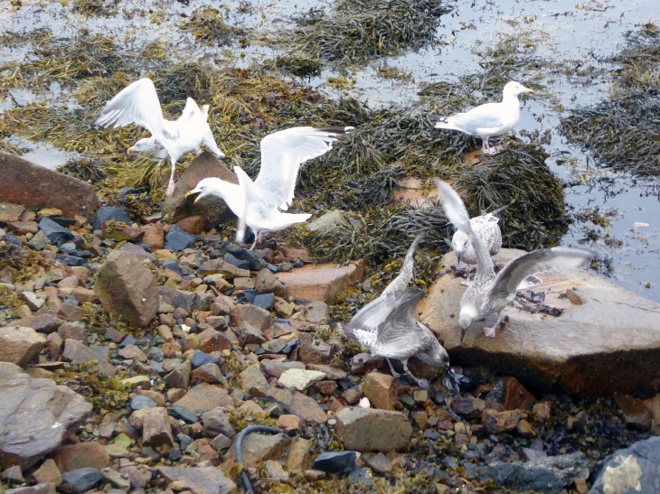 DIBEN : dans le port - Plougasnou