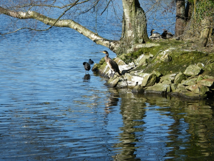 Cormoran sur l'îlot de l'étang - Rosporden