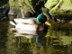 Photo suivante de Rosporden Canard 