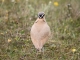 Courtvite isabelle -  oiseau rare en France, il vit en Afrique du nord