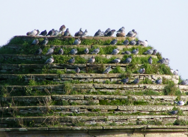 TREBABU - dôme du pigeonnier et ses pigeons - Trébabu