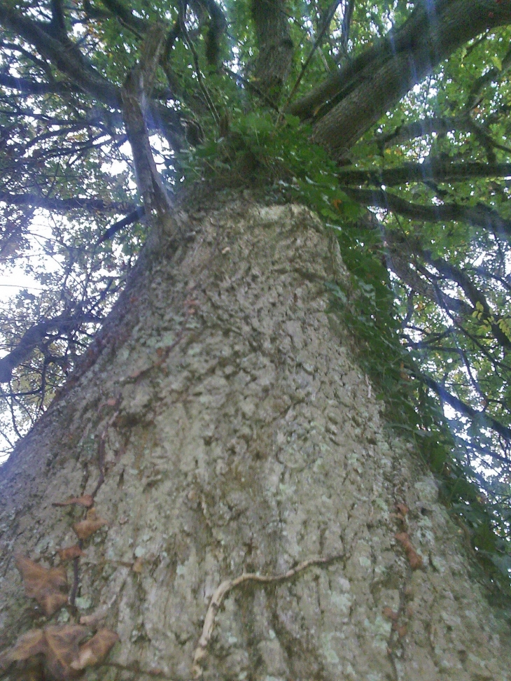 Un gros chêne à Pleine Fougères... - Pleine-Fougères