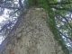 Photo suivante de Pleine-Fougères Un gros chêne à Pleine Fougères...