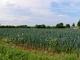 Photo précédente de Pleurtuit Aux alentours : champ de poireaux