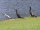 Un goëland et deux cormorans
