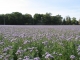 Sur ce champ de phacélie d'un hectare , écoutez le doux chant des abeilles butinant le nectar !