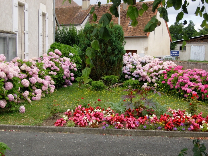 Les hortensias de la Mairie - Sury-près-Léré