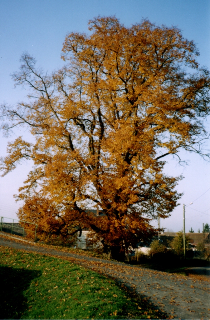 Mévoisins arbre en automne