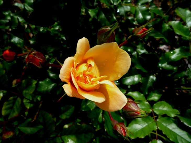 Rose du matin - Antogny le Tillac