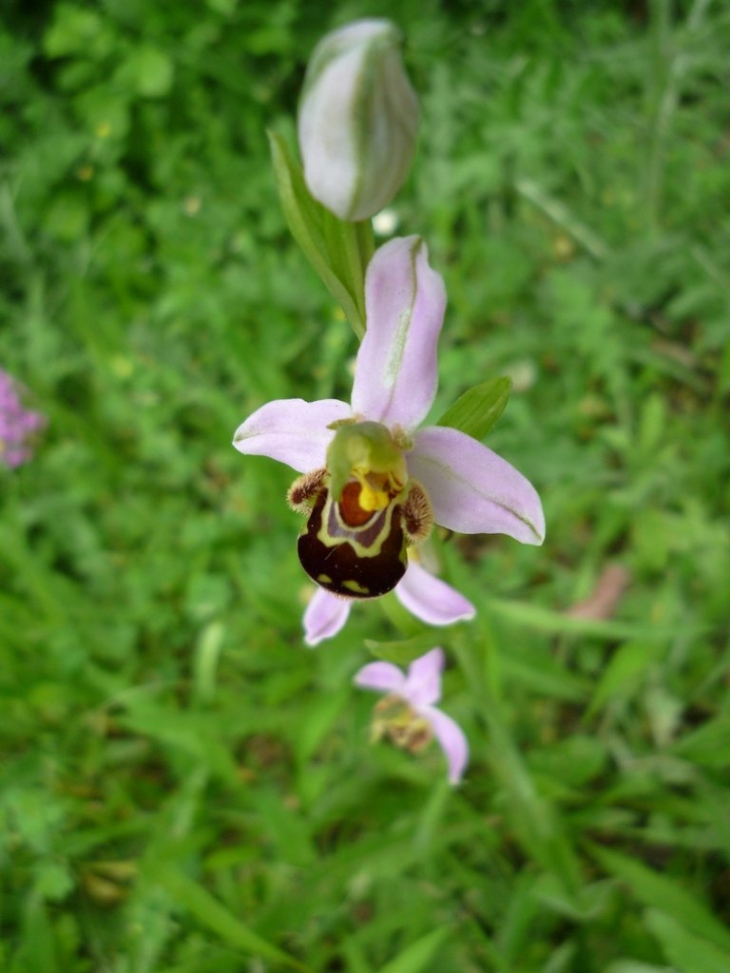 Orchidée sauvage - Antogny le Tillac