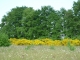Photo suivante de Antogny le Tillac végétation