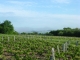 Photo précédente de Chargé nos vignes
