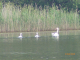 Petite famille de cygnes sur étang 